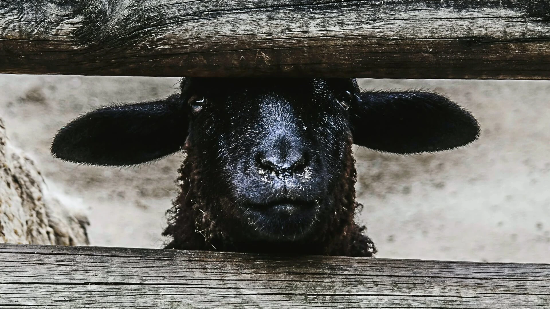 Schwarzes Schaf schaut durch ein Gatter