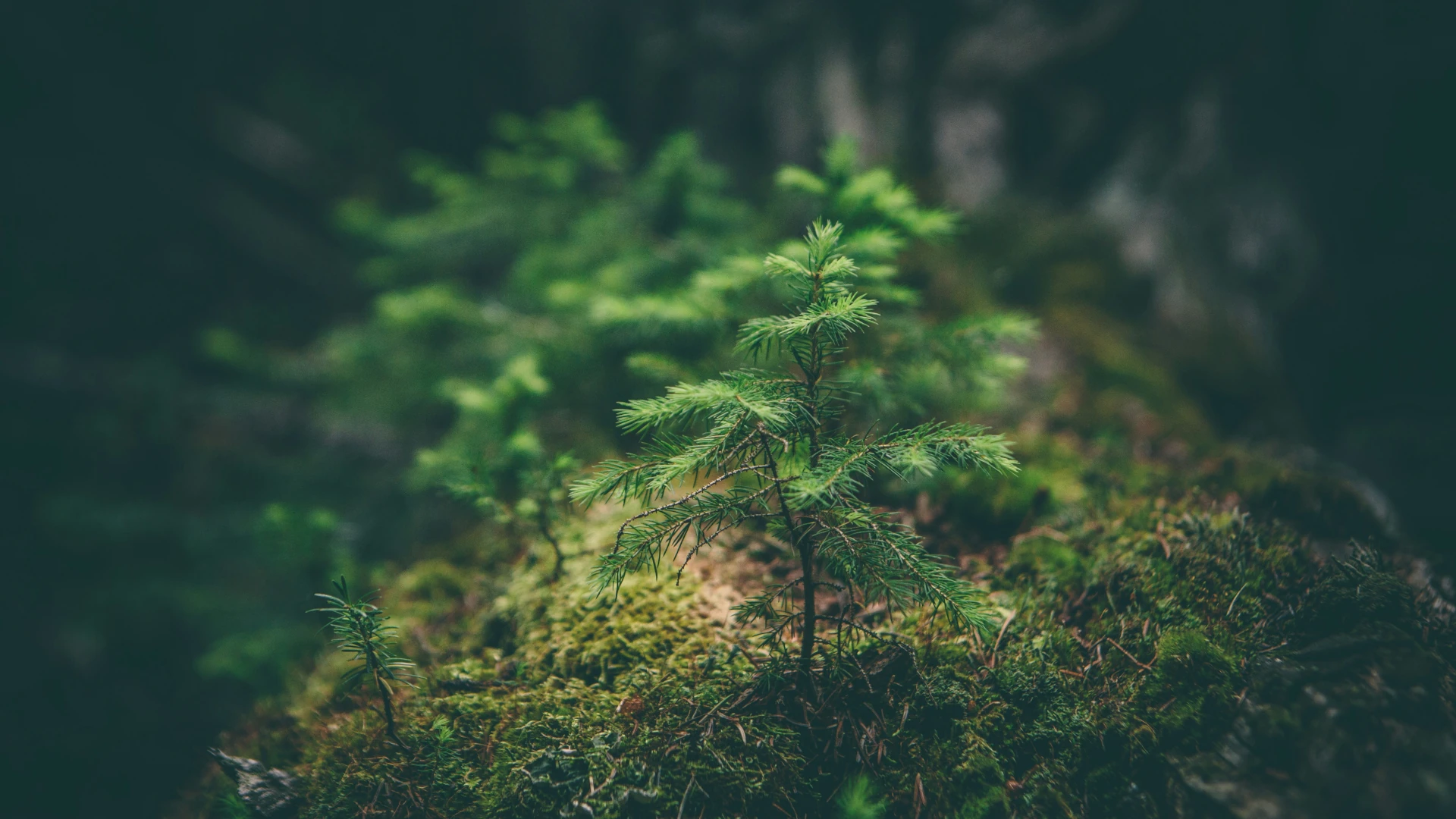 Schumann-Frequenz lässt kleines Bäumchen im Wald wachsen