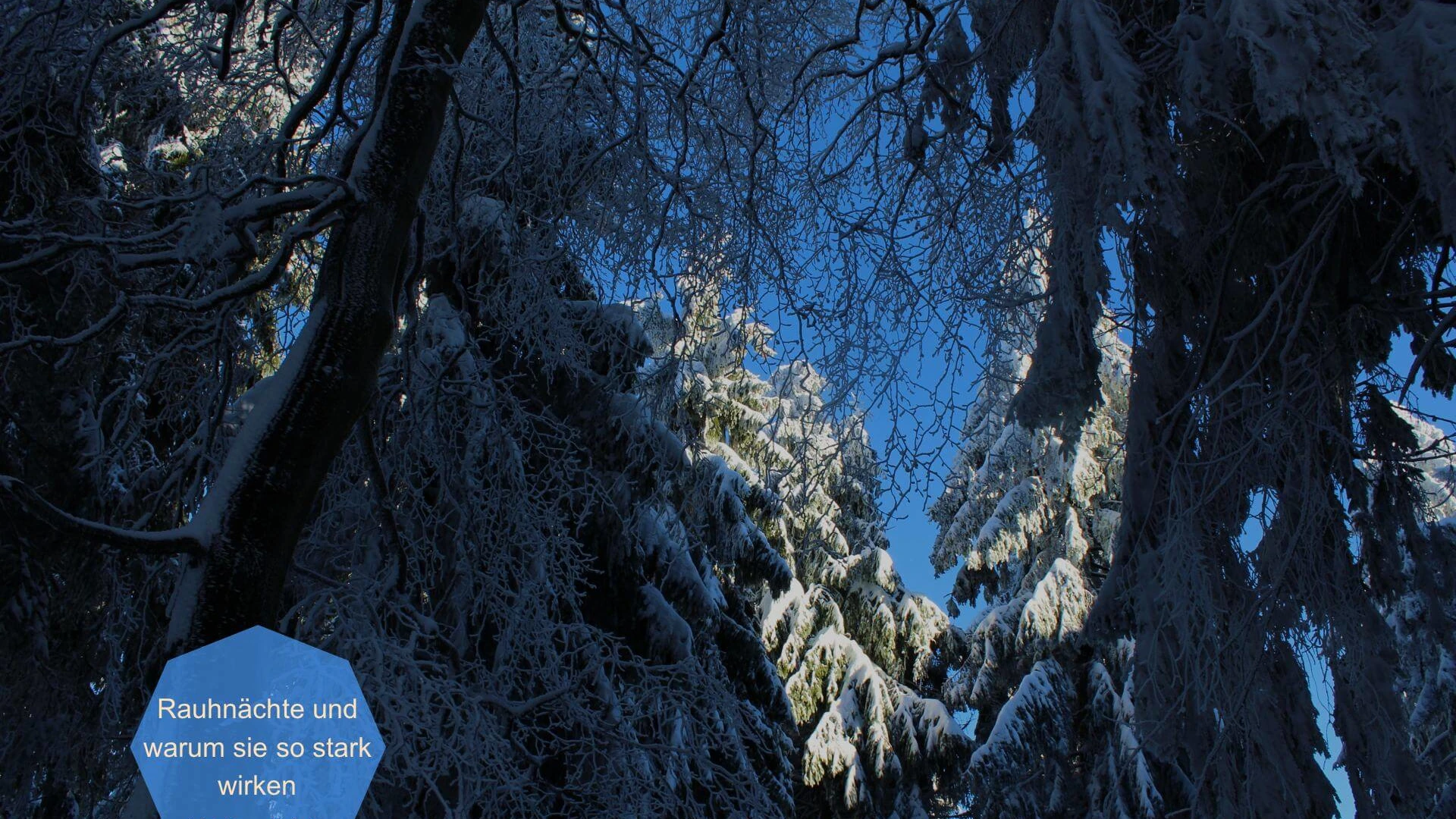 Winterlicher Blick in dunklen Wald