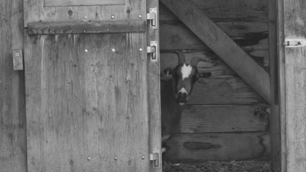 Versagen als Bild in schwarz-weiß zeigt Ziege, die aus der offenen Stalltür in die Kamera schaut