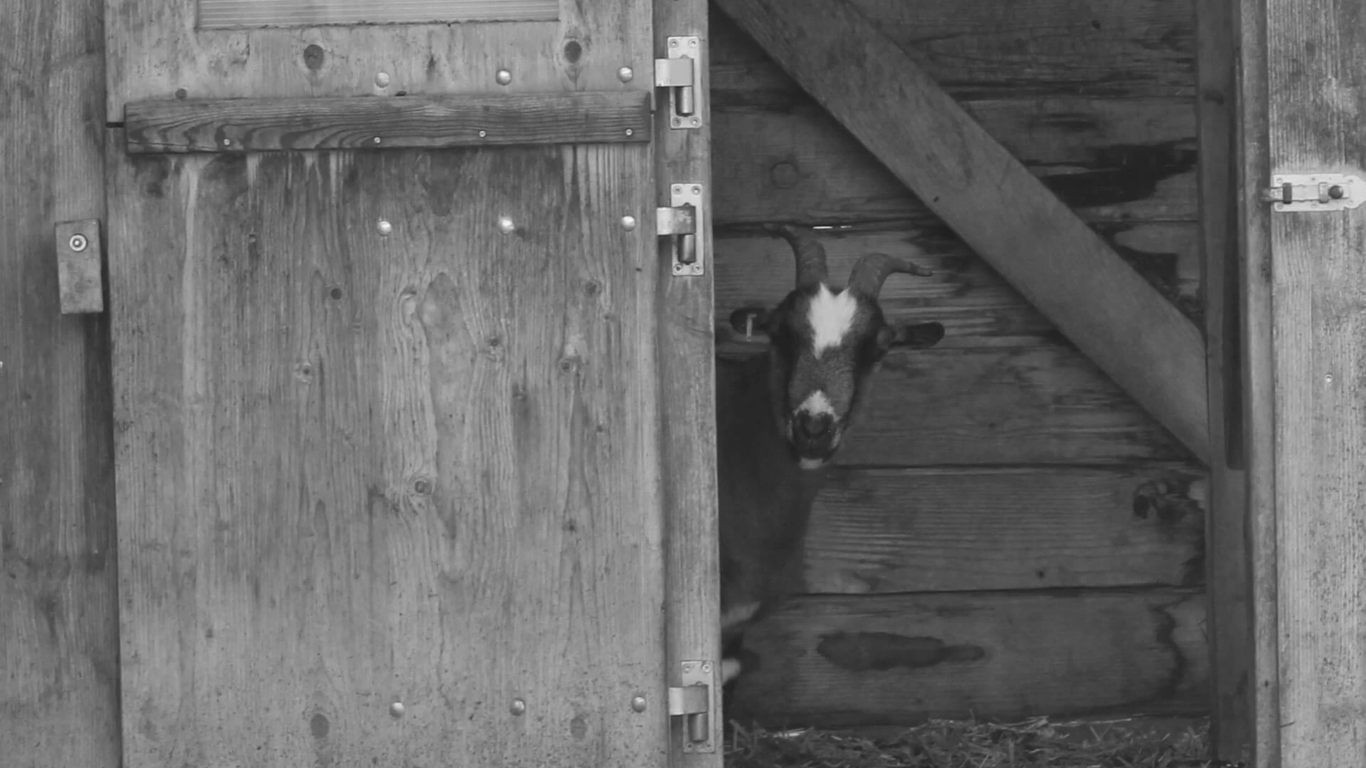 Versagen als Bild in schwarz-weiß zeigt Ziege, die aus der offenen Stalltür in die Kamera schaut